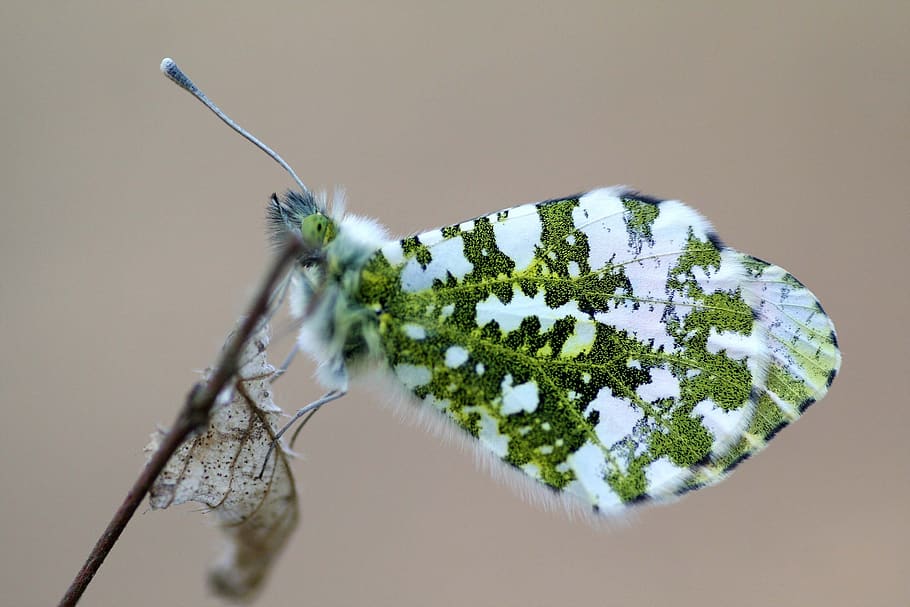butterfly, aurora, spring, small forest, wings, antennas, one animal HD wallpaper