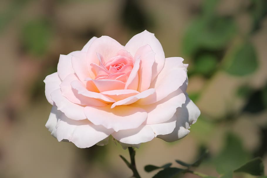 rose, pink, white, tender, rose bloom, pink rose, flowers, blossom HD wallpaper