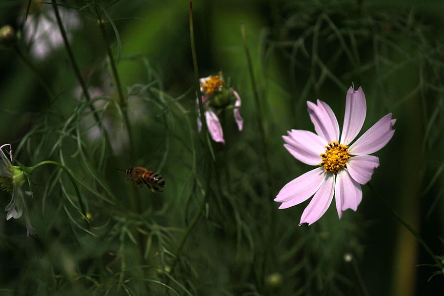 cosmos, bee, bug, flowers, summer, plants, nature, insects
