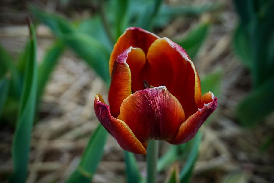 flower, flowering plant, beauty in nature, growth, freshness HD wallpaper