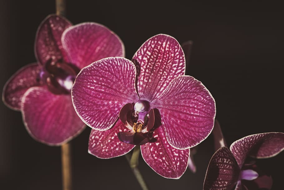 orchid, dusky pink, purple, violet, flower, flowers, close up, HD wallpaper