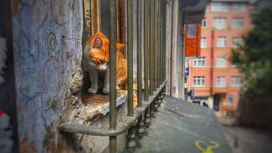 cat, window, house, animals, street, travel, istanbul, animal themes HD wallpaper
