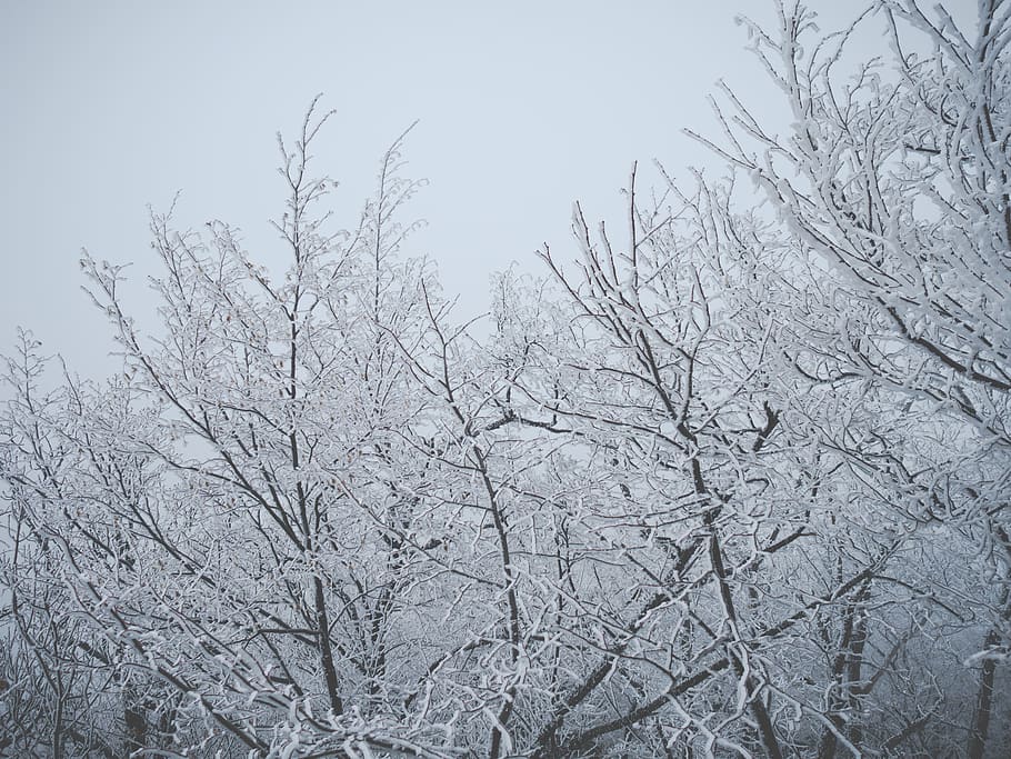 croatia, samobor, okić - grad, trees, winter, bare tree, cold temperature HD wallpaper