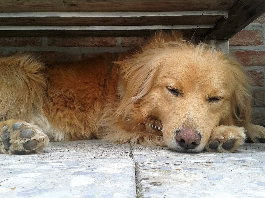 sleeping, dog, pet, loyal, friend, nature, wild, mammal, domestic HD wallpaper