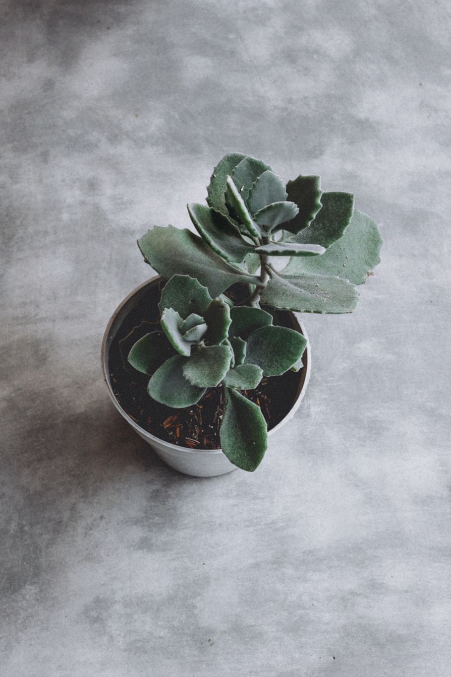 Succulent Plant on Pot, cactus, cactus plant, delicate, green HD wallpaper