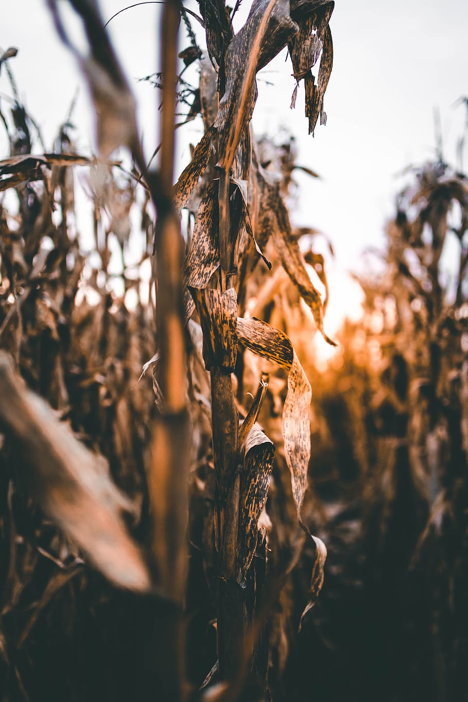 selective focus photography of crop field, nature, fall, corn HD wallpaper