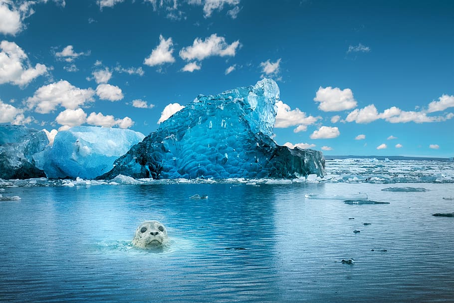 sea, sky, clouds, ice, seal, water, cloud - sky, beauty in nature HD wallpaper