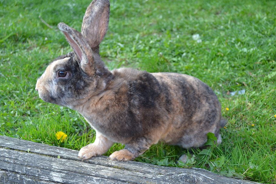 rabbit, animal, herbivore, cute, grass, fur, ears, animal themes HD wallpaper
