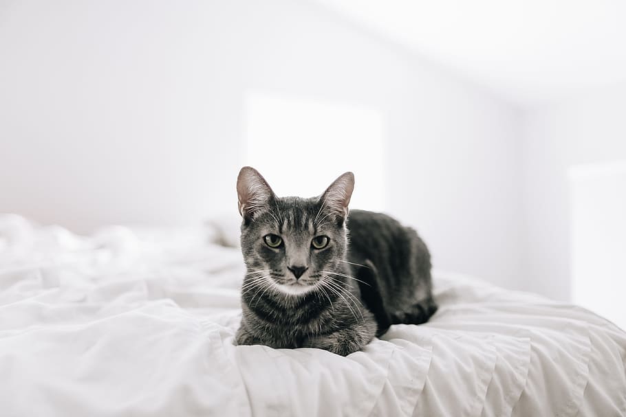 brown tabby cat on bed, kitten, white space, minimalist, pet HD wallpaper