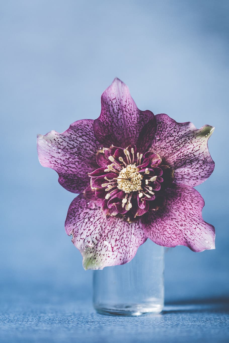 Close-Up Photo of Purple Flower, beautiful, bloom, blooming, delicate HD wallpaper
