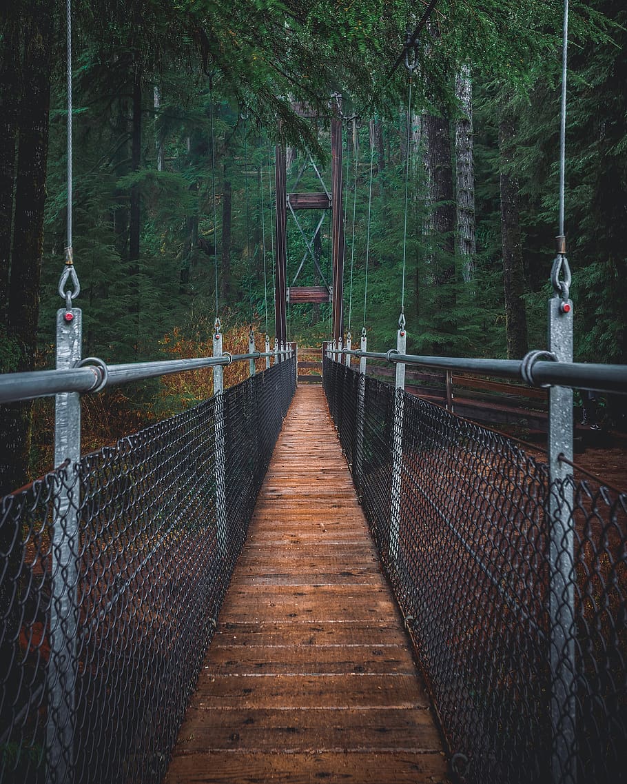 Suspension Bridge, footbridge, forest, oregon, park, trees, the way forward HD wallpaper