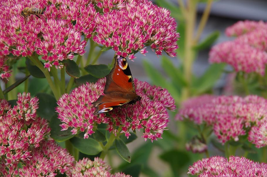 peacock, butterfly, flower, flowering plant, animal themes HD wallpaper