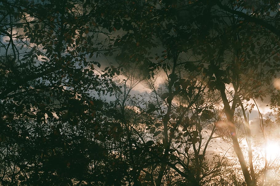 film, tree, plant, growth, forest, tranquility, nature, land HD wallpaper