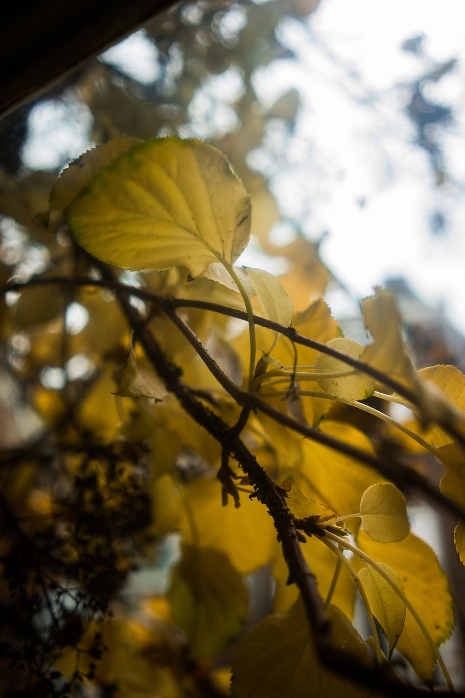 plant, leaf, flare, light, veins, sunlight, tree, leaves, pollen HD wallpaper