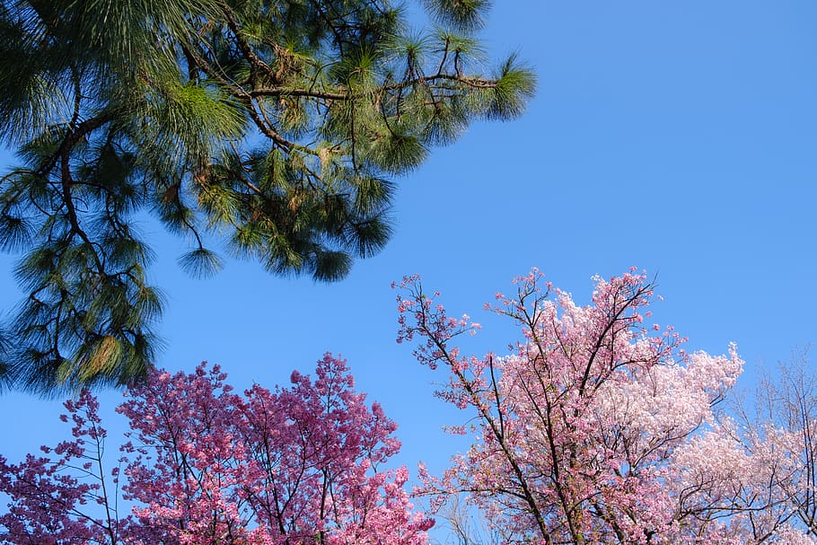 plant, tree, flower, blossom, conifer, cherry blossoms, sakura HD wallpaper