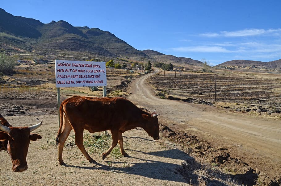 lesotho, road, sign, cows, landscape, africa, outdoor, trip HD wallpaper