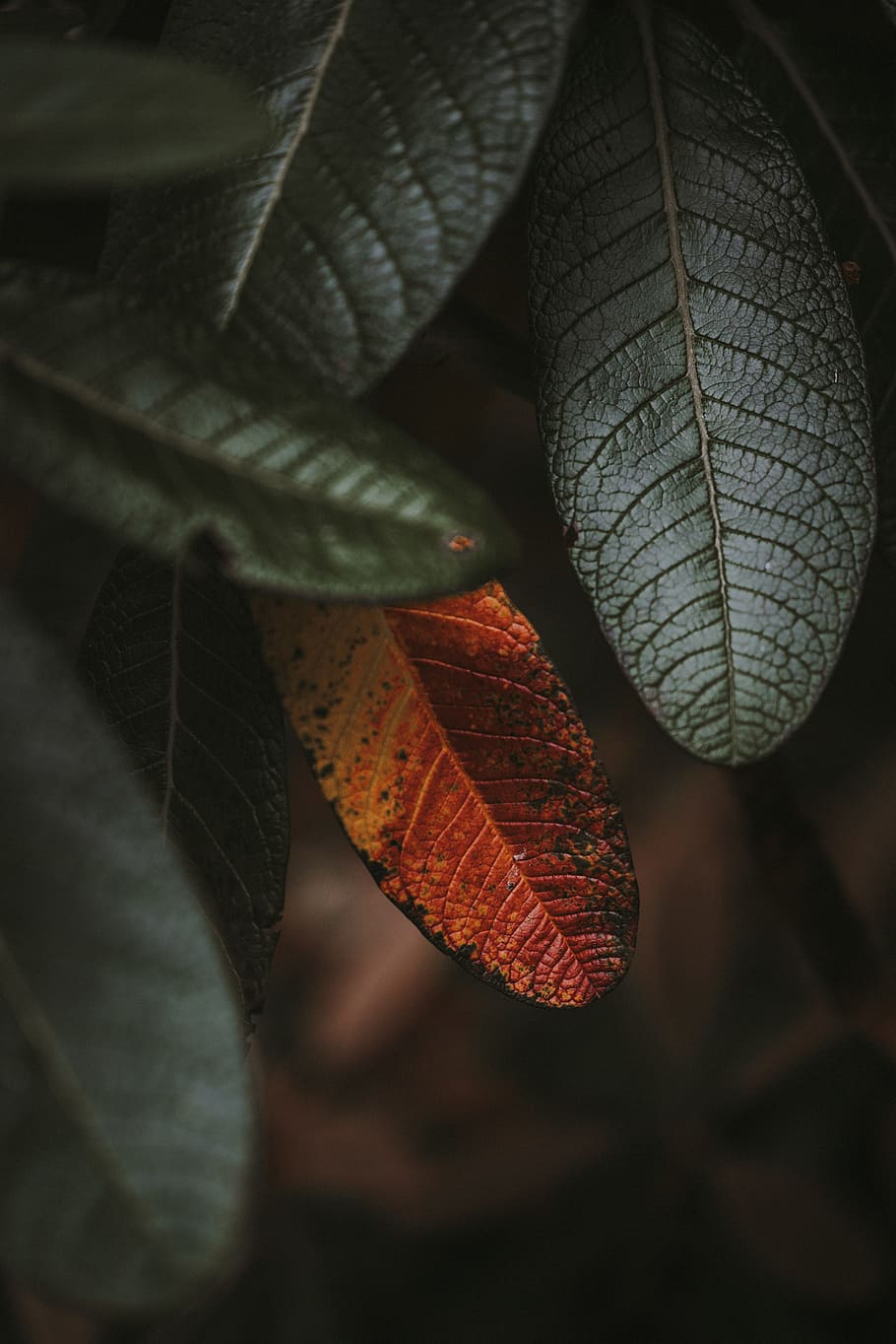 closeup photography of plant, autumn, orange, leaf, decay, nature HD wallpaper