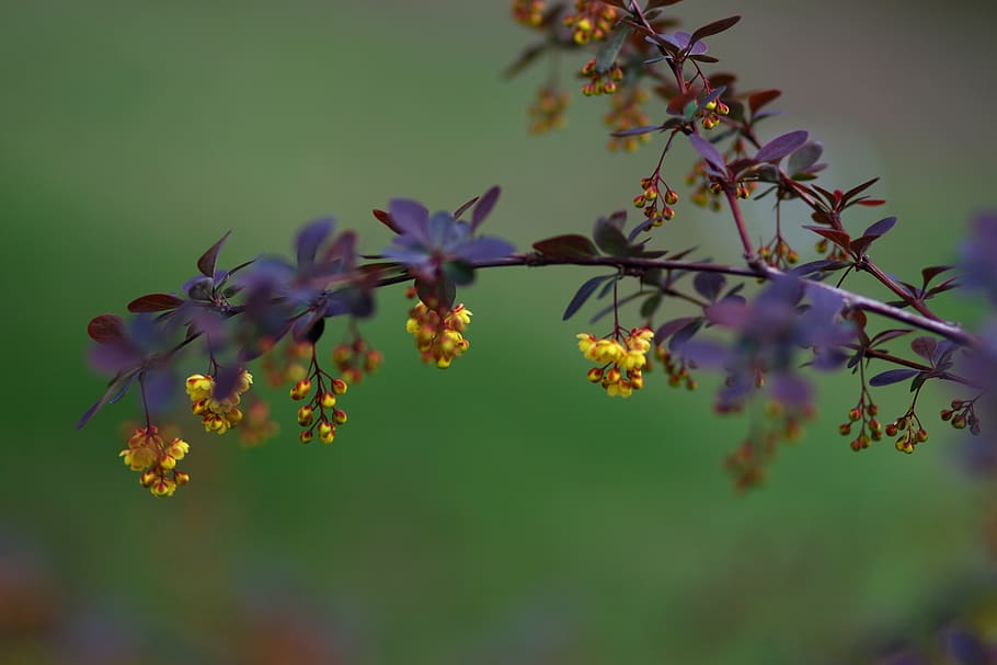 flowers, yellow, casey, tree, spring, flora, beauty, flowering plant HD wallpaper