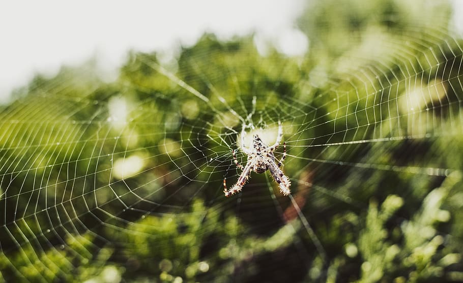 spider web, animal themes, fragility, animals in the wild, invertebrate HD wallpaper