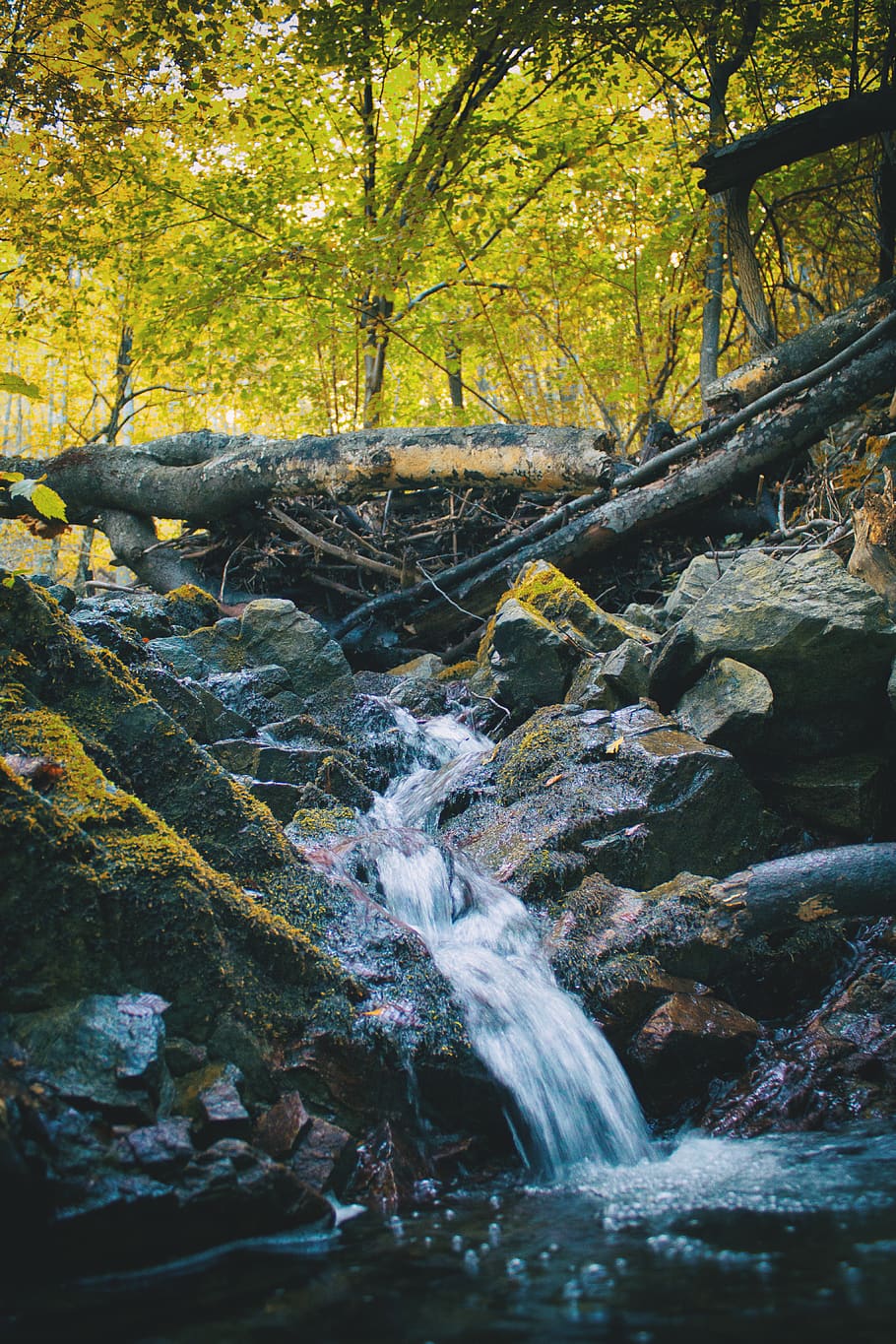 romania, forest, tree, nature, flowing water, plant, motion HD wallpaper