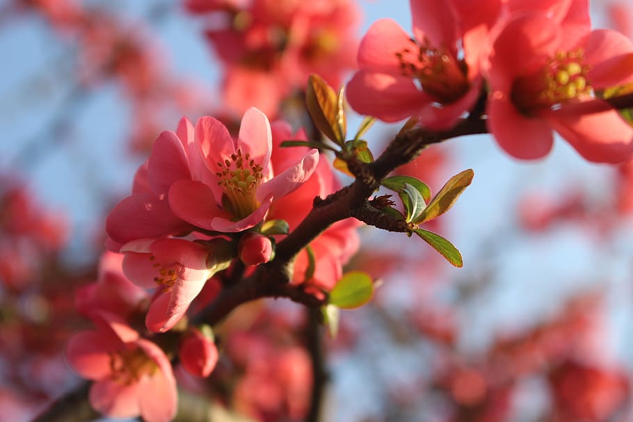 flora, nature, spring, flowers, pollen, the bees, pink, close up HD wallpaper