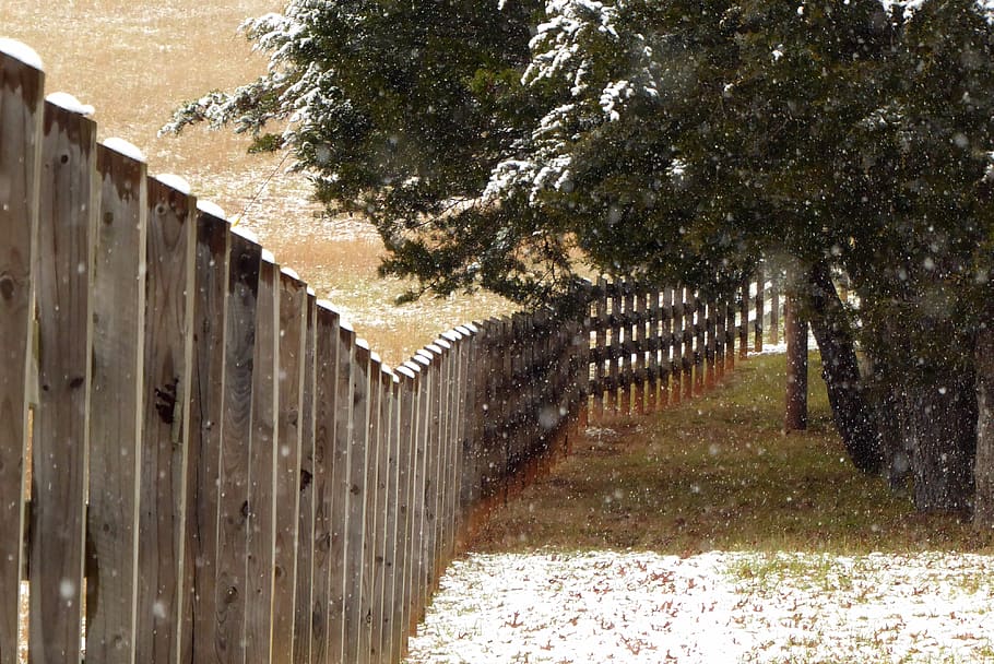 snow, winter, fence, tree, flurries, evergreen, field, cold