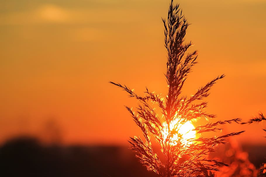 Closeup-photography of Leaves, backlit, dawn, nature, sky, sunrise HD wallpaper