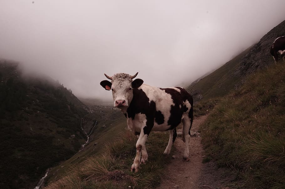 white and black cattle on empty field under cloudy sky, cow, mountain HD wallpaper
