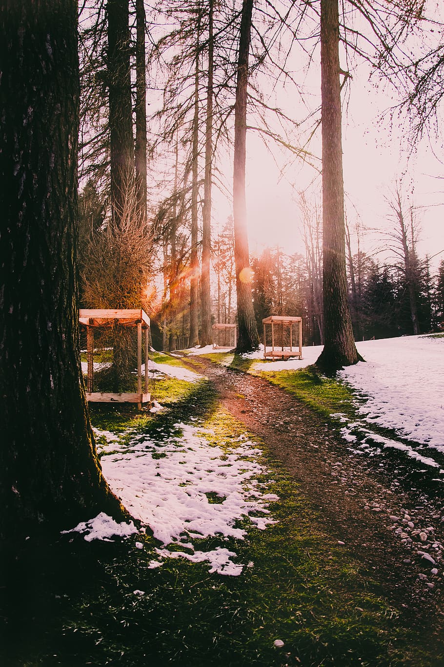 light, flare, tree, sunlight, plant, path, switzerland, sonnenberg HD wallpaper