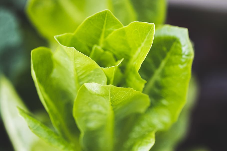 green plant, leaf, plant part, green color, vegetable, food and drink HD wallpaper