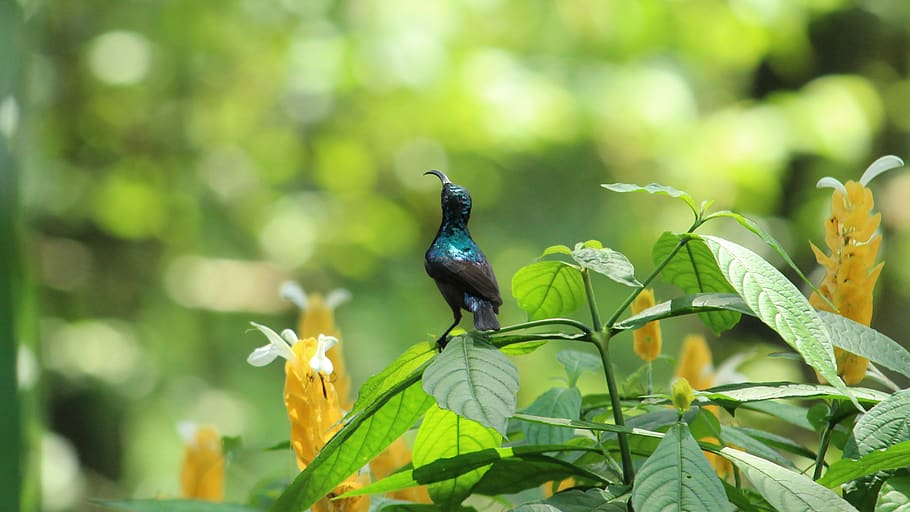 sunbird, avian, small, male, standing, purple, yellow, green HD wallpaper
