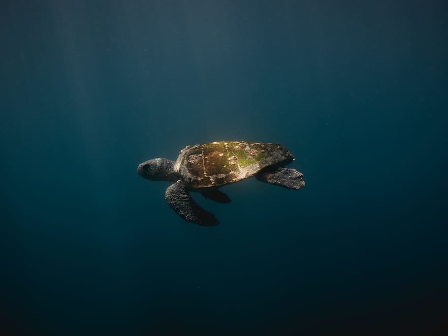 green turtle swim down, water, underwater, sealife, marine life HD wallpaper