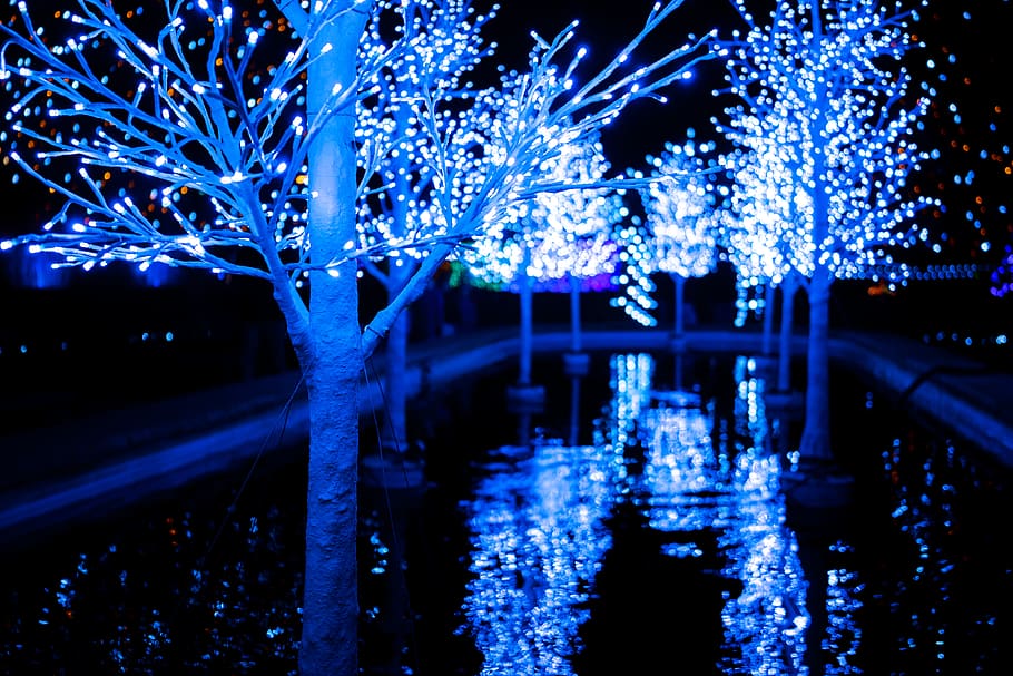 hudson gardens, night, illuminated, tree, celebration, plant HD wallpaper
