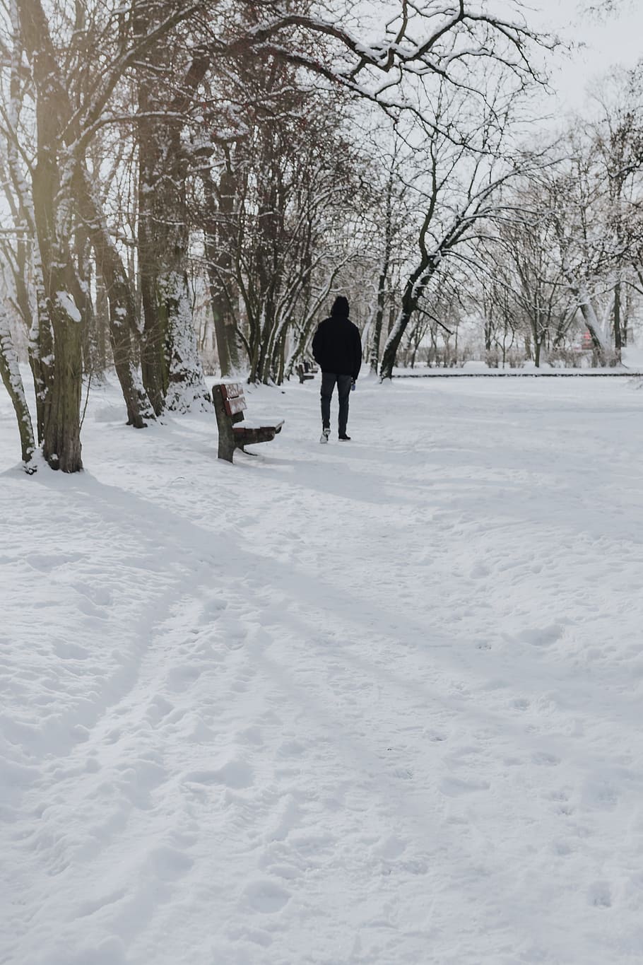 Wintery Park, white, clean, outdoor, trees, cold, snow, snowy HD wallpaper