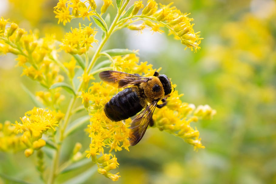 bee, flower, insect, nature, garden, spring, summer, pollination HD wallpaper
