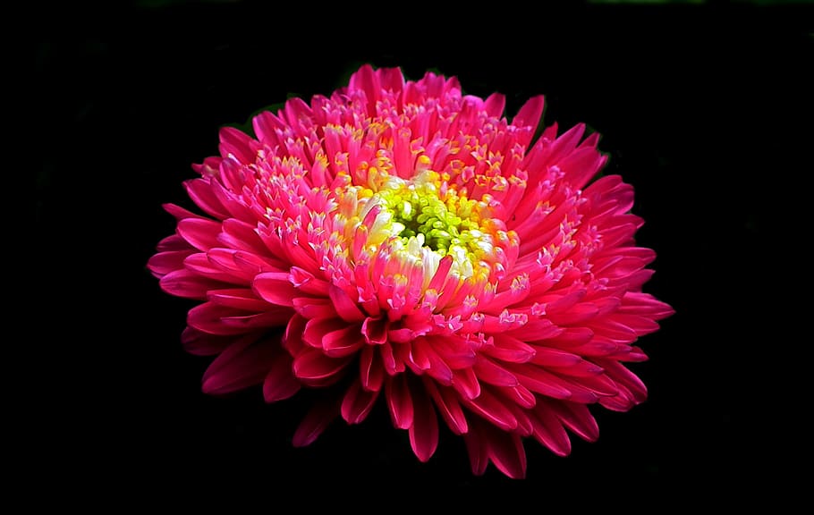 flower, aster, red, garden, nature, summer, the petals, closeup HD wallpaper