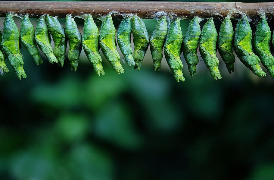 Green Cocoons on Tree Branch, close-up, insects, macro, green color HD wallpaper