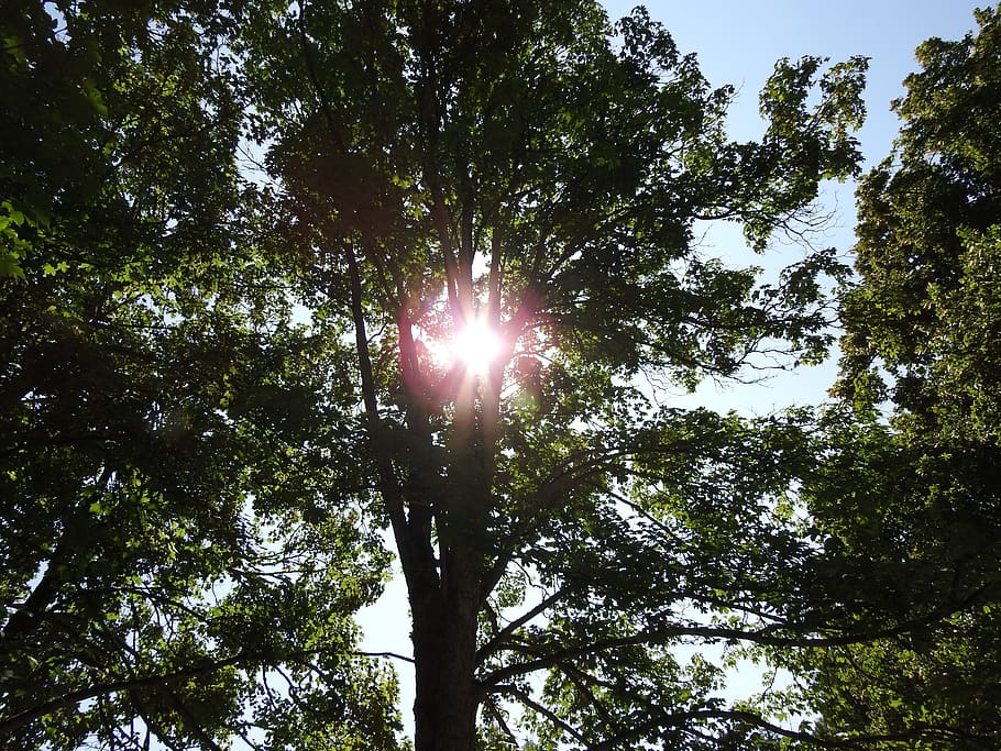 nature, sun, tree, plant, low angle view, sky, growth, sunlight HD wallpaper