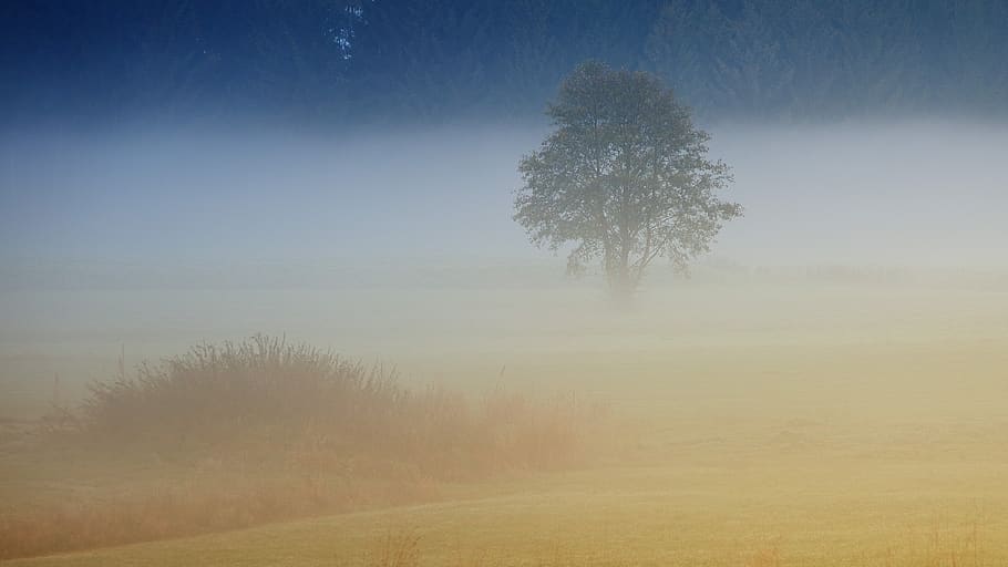 fog, autumn, tree, landscape, mood, light, haze, forest, nature HD wallpaper