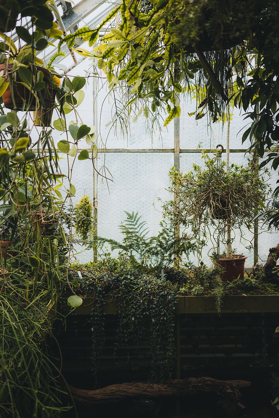 assorted plants inside greenhouse, water, tree, growth, nature HD wallpaper