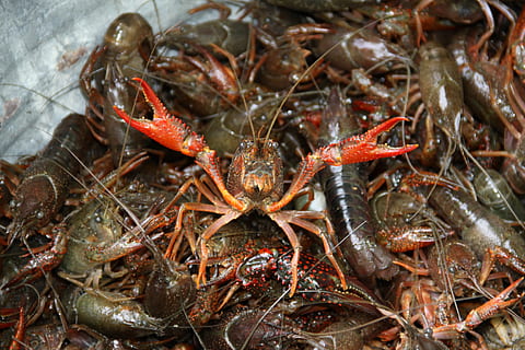 crawfish, boil, crayfish, crustacean, seafood, food and drink HD wallpaper