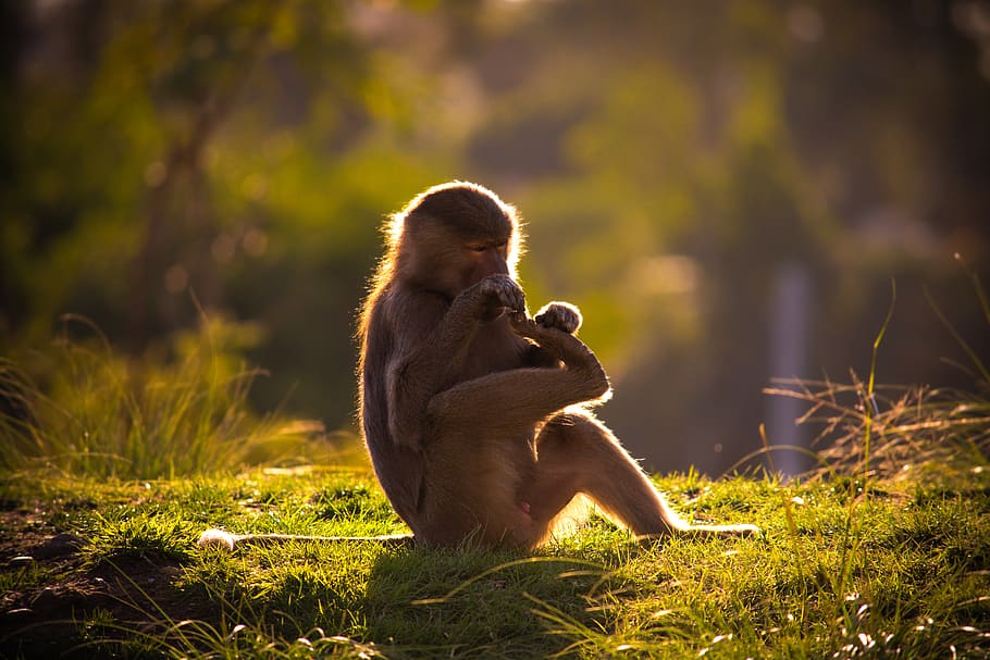 brown monkey sitting on green grass during daytime, mammal, animal HD wallpaper