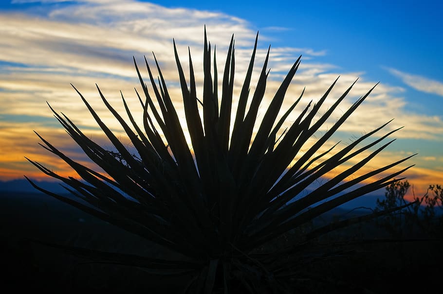 yucca against new mexico sunset, outdoor, west, dusk, plant, HD wallpaper