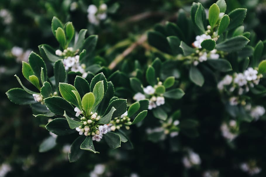 White Cluster Flower Plant, blooming, botanical, field, flora HD wallpaper