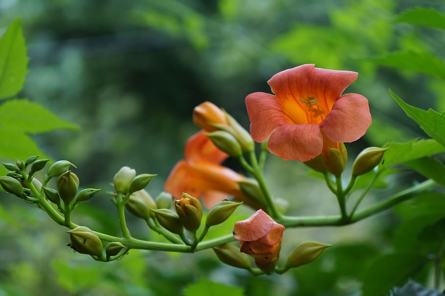 flower, trumpet creeper, plant, summer, at dusk, the scenery