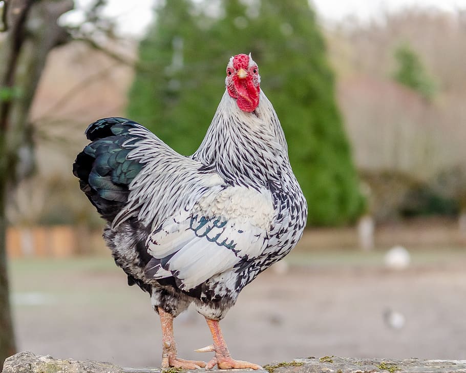 hen, pen, red, crete, poultry, nature, plumage, chickens, livestock HD wallpaper