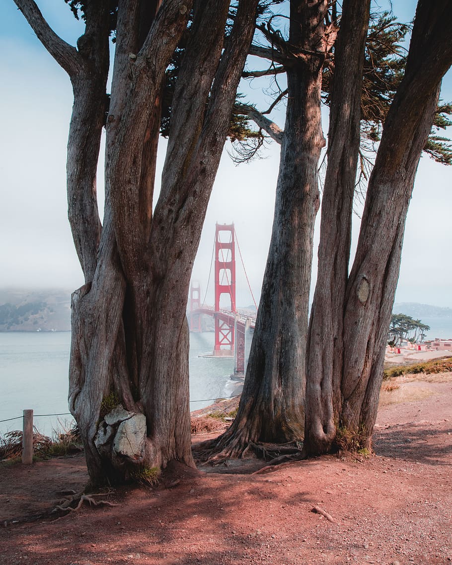 trees near bridge during daytime, trunk, tree trunk, water, plant HD wallpaper