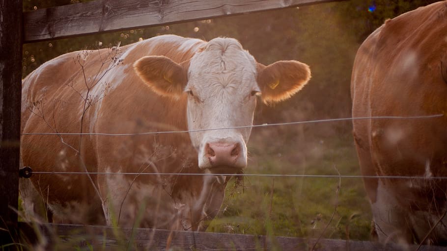 cow, fieald, warm, orange, sharp, large, animal, field, grass, HD wallpaper