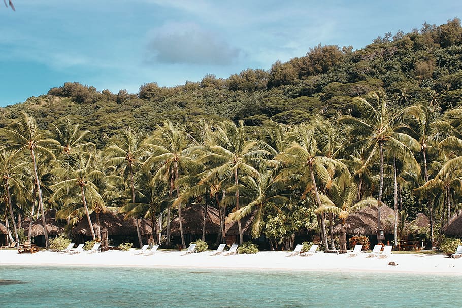Palm Trees Near Beach Shore Under Sunny Sky, beautiful, daylight HD wallpaper