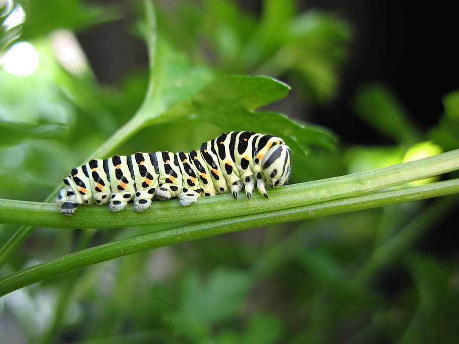 insect, caterpillar, one animal, animal themes, animals in the wild HD wallpaper
